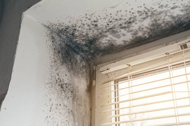 Affordable Basement Mold Removal solutions in Point Pleasant, NJ