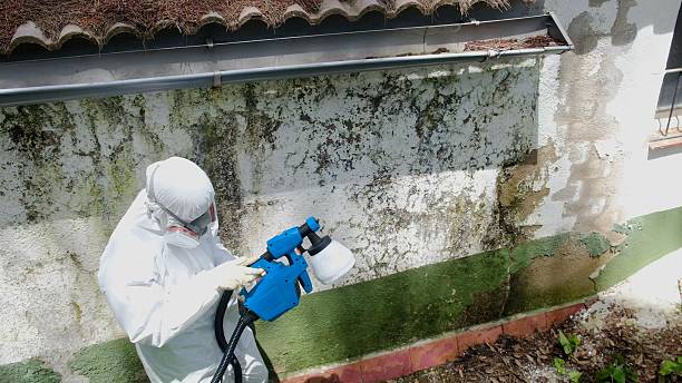 Trusted Attic Mold Removal service in Point Pleasant, NJ - Cheap Mold Removal